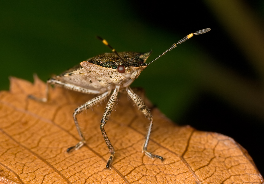 Shieldbug - Troilus luridus (2)